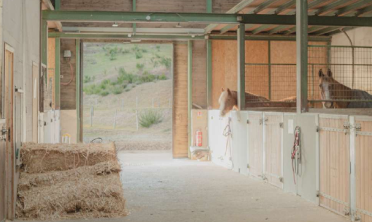 Boxes spacieux pour chevaux en pension