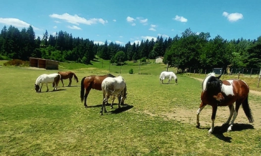 Chevaux épanouis en troupeau dans les grands prés d'une pension équestre au cœur du Pilat.