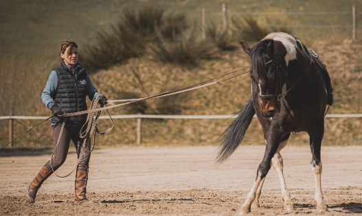 Cheval en séance d'éducation et de travail avec un professionnel en écurie.